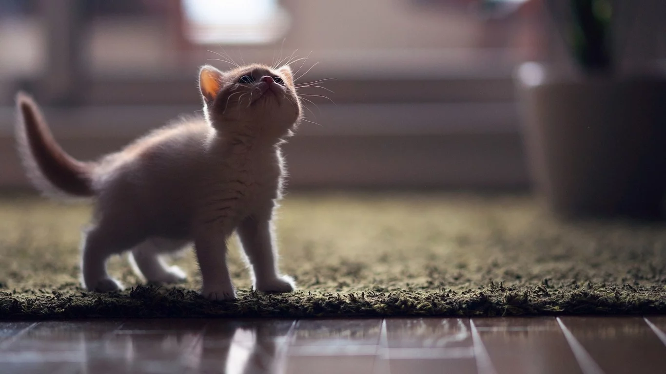 котёнок, маленький