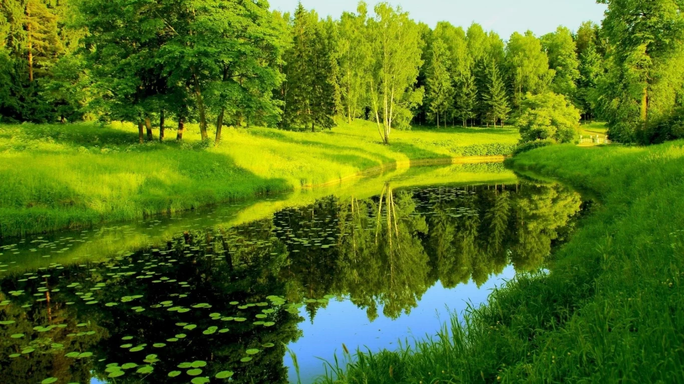 река, лес, деревья, лето