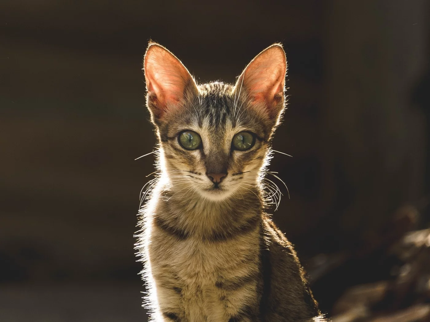 кот, взгляд, животное