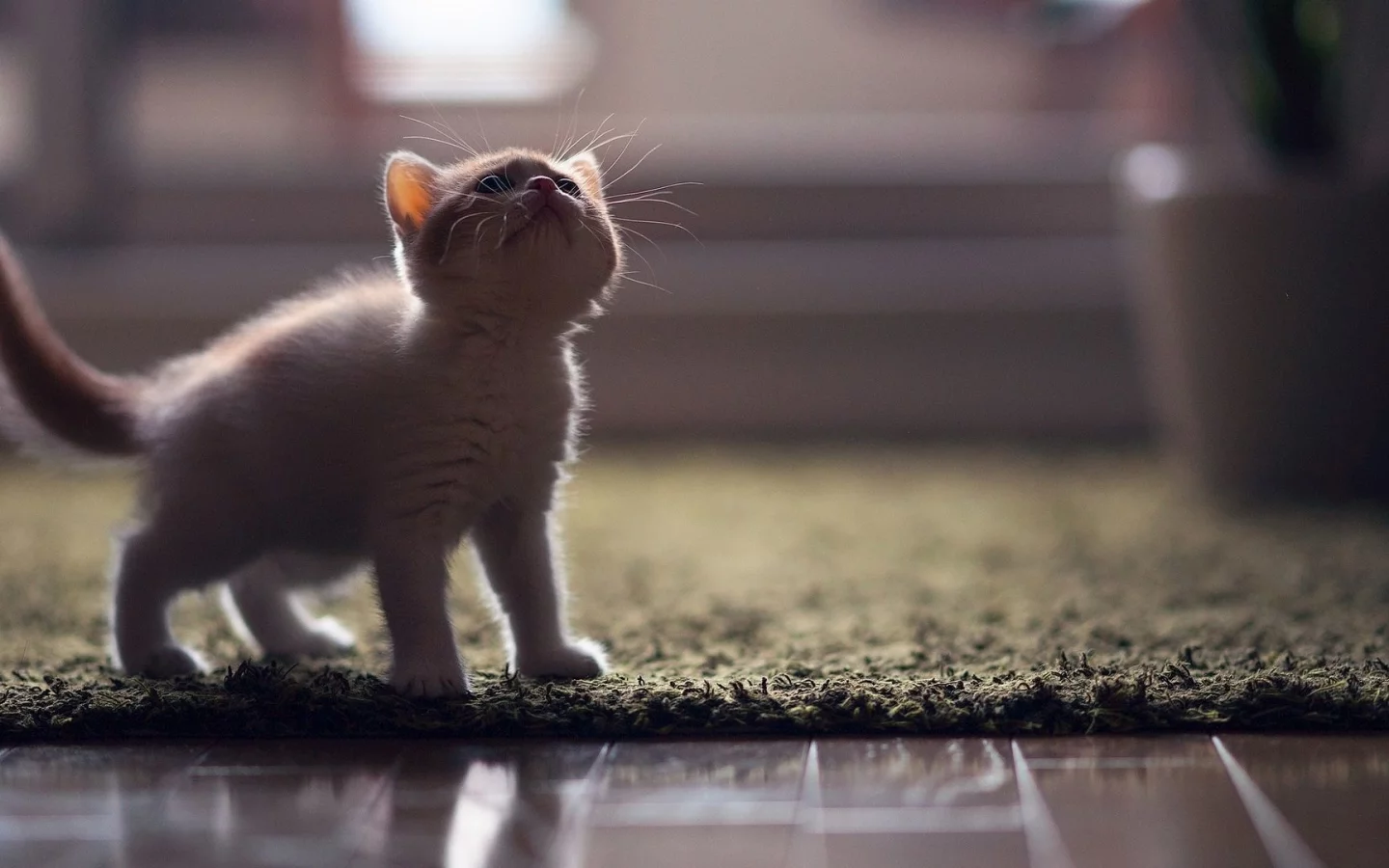 котёнок, маленький