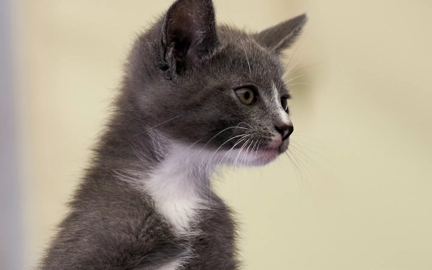 котёнок, взгляд, усы