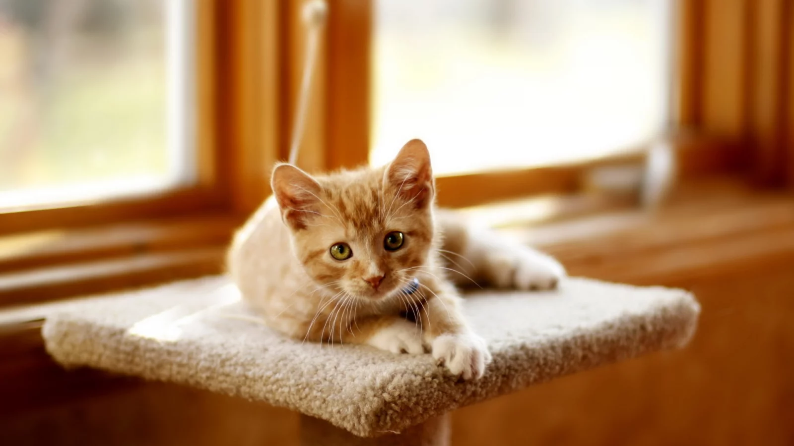 котёнок рыжий, взгляд, лежит