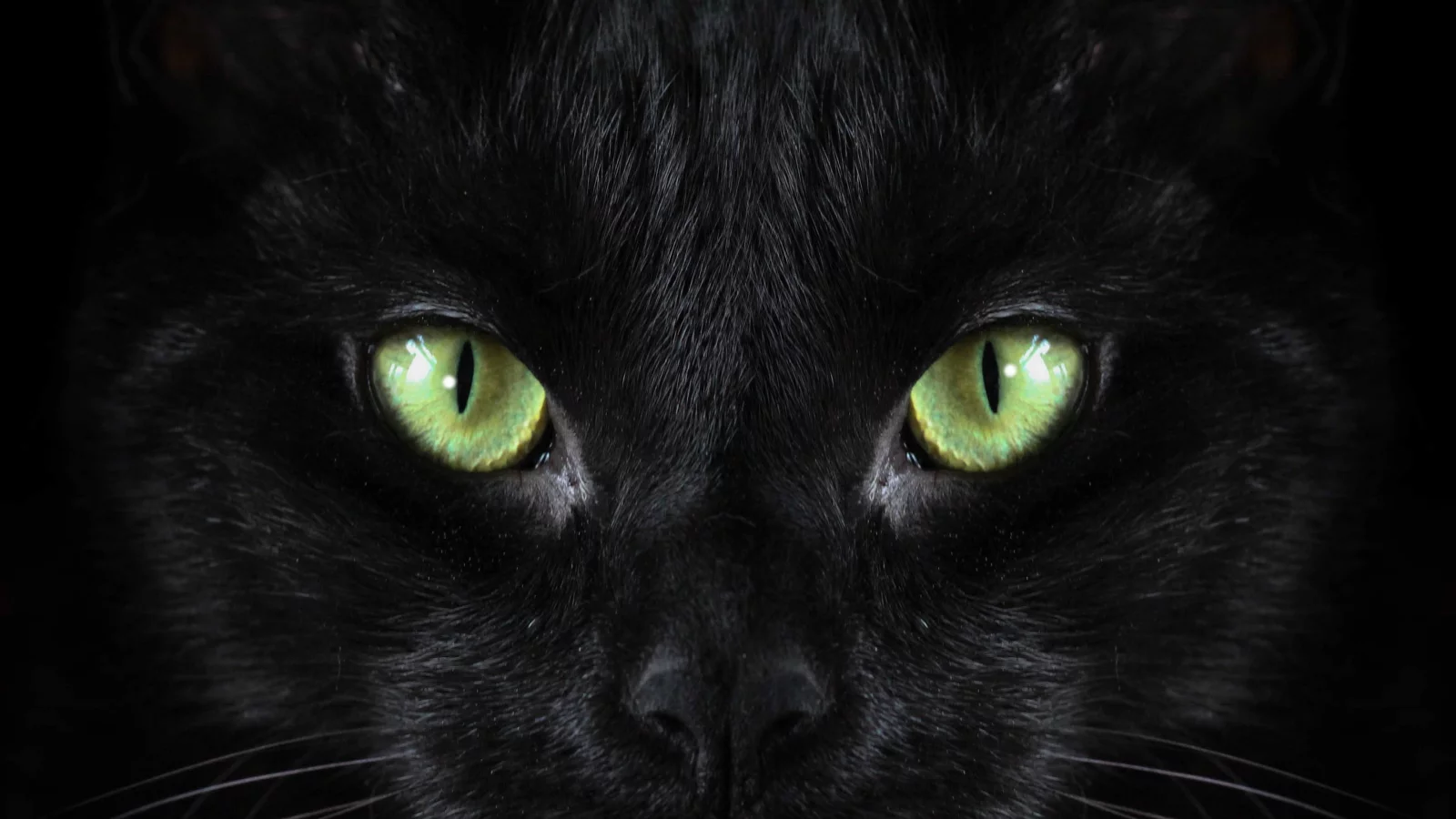 кот, взгляд, усы