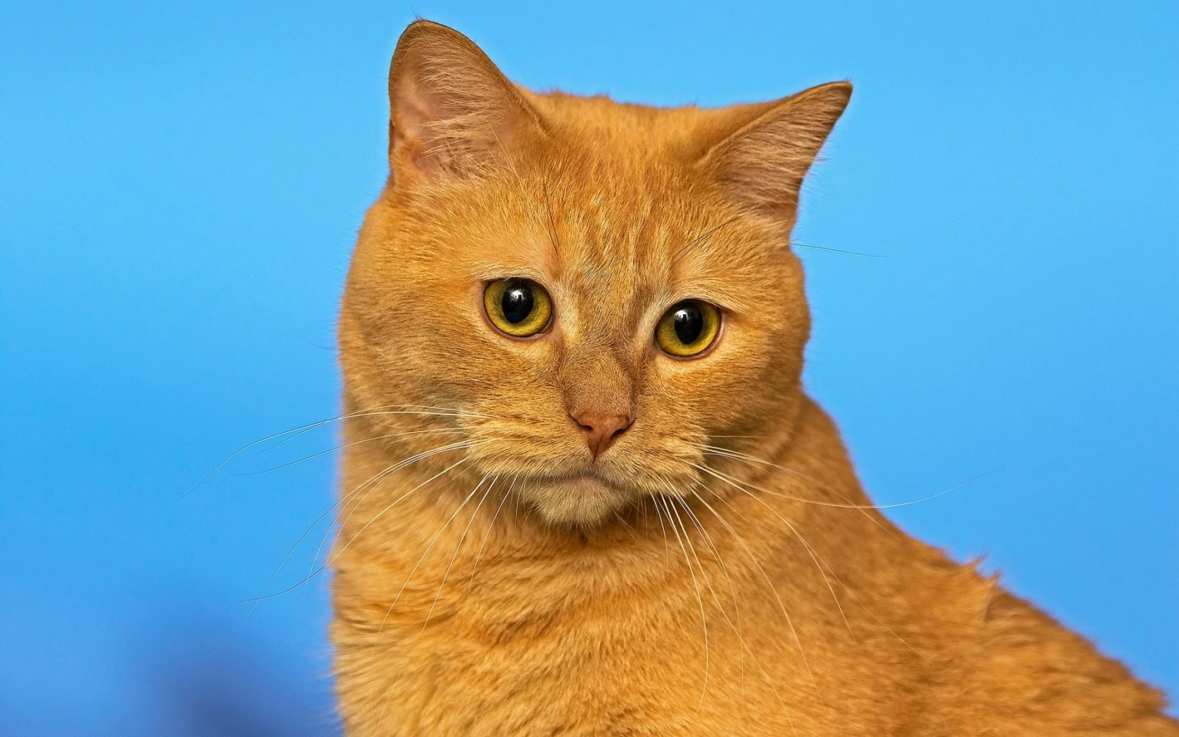 кот рыжий, взгляд