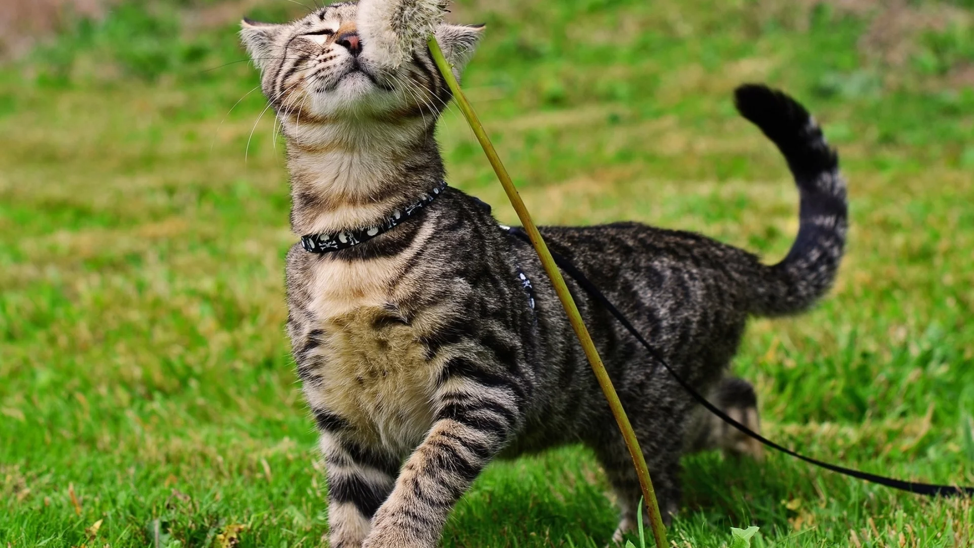 кот, одуванчик