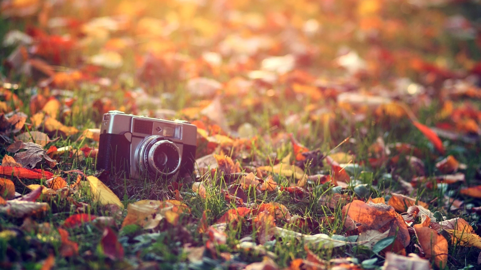 фотоаппарат, лежит на траве