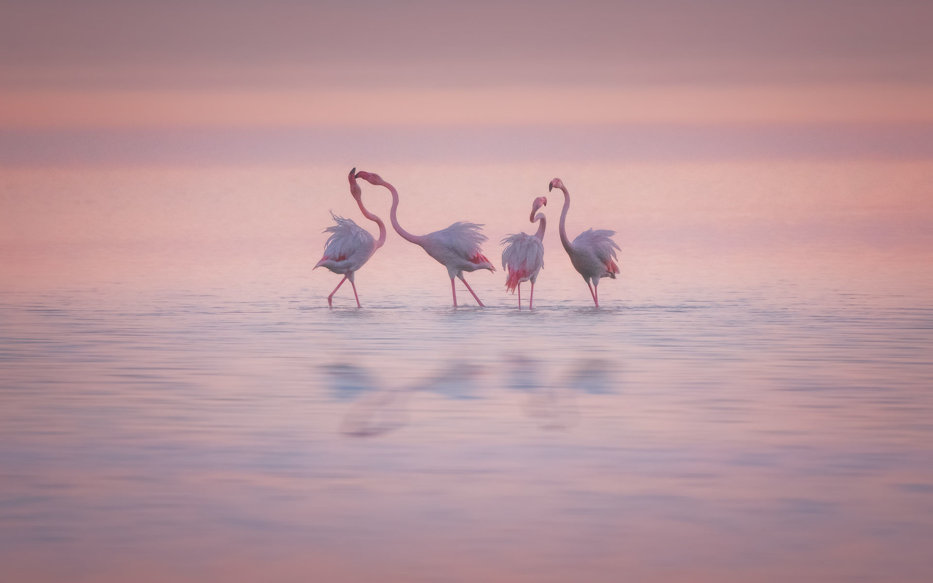 фламинго, птицы