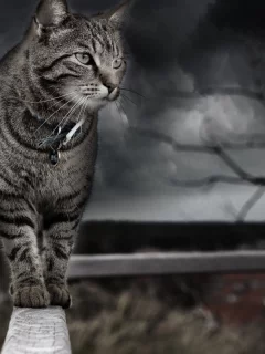 кот, животное, идёт по забору