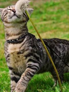 кот, одуванчик