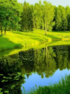 река, лес, деревья, лето