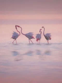 фламинго, птицы