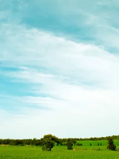 поле, трвва зелёная, небо