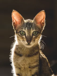 кот, взгляд, животное
