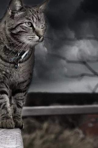 кот, животное, идёт по забору