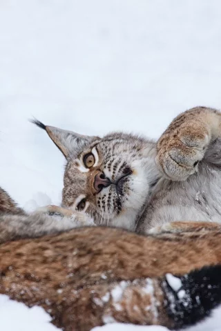 рыси, животные, лежат на снегу