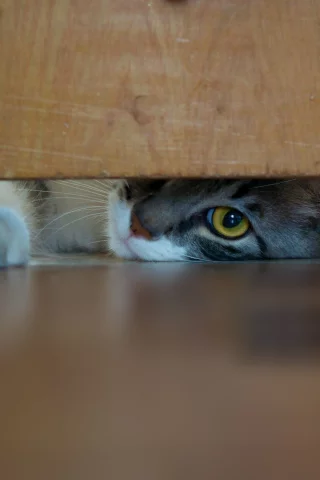 котёнок, взгляд, усы