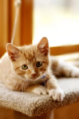 котёнок рыжий, взгляд, лежит