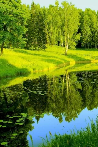 река, лес, деревья, лето