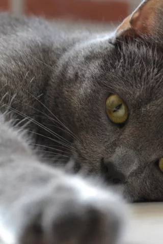кот, взгляд, животное, лежит