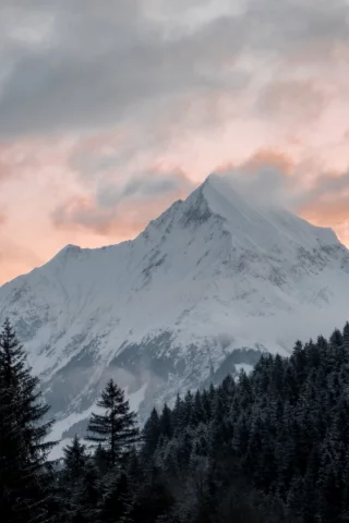 лес, деревья, гора
