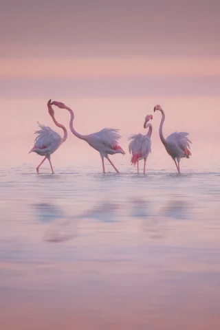 фламинго, птицы