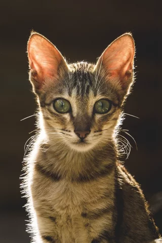 кот, взгляд, животное
