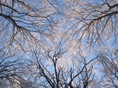 зима, небо, деревья