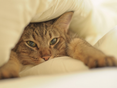 кот, взгляд, лежит под одеялом