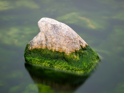 камень, вода, тина