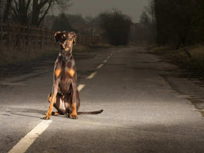 собака, животное, сидит на дороге