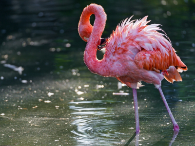 фламинго розовый, озеро