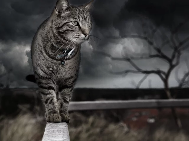 кот, животное, идёт по забору