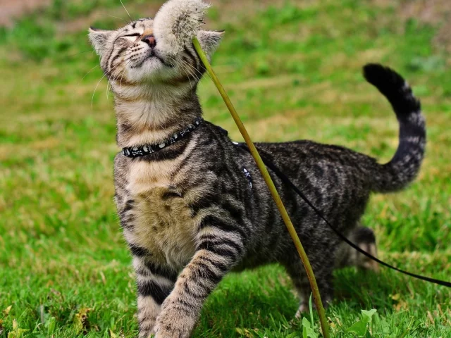 кот, одуванчик