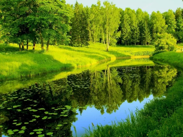 река, лес, деревья, лето