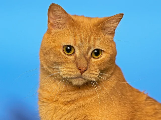 кот рыжий, взгляд