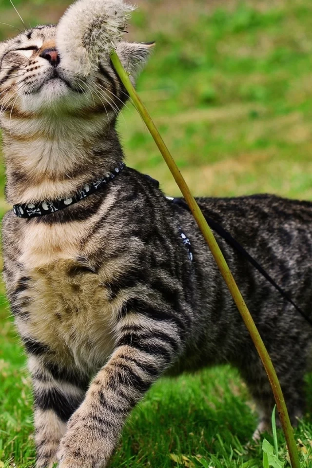 кот, одуванчик