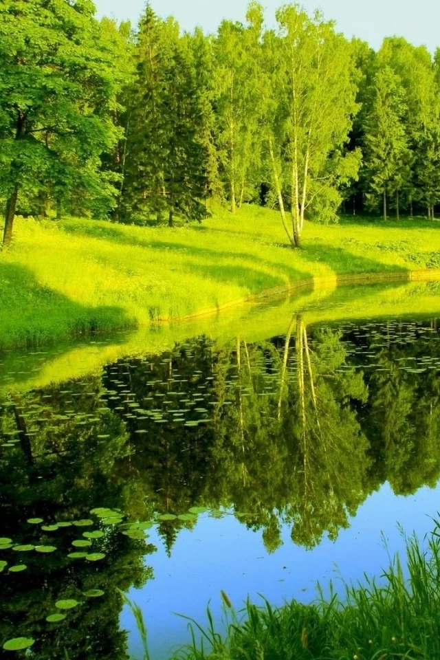 река, лес, деревья, лето