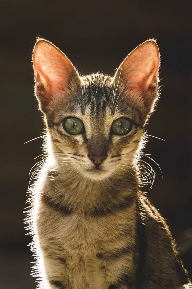 кот, взгляд, животное