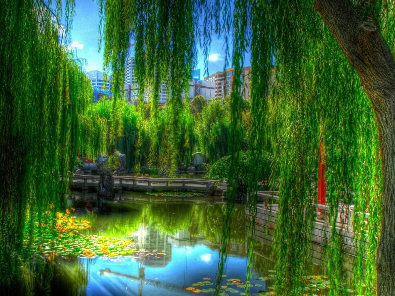 water, trees 2