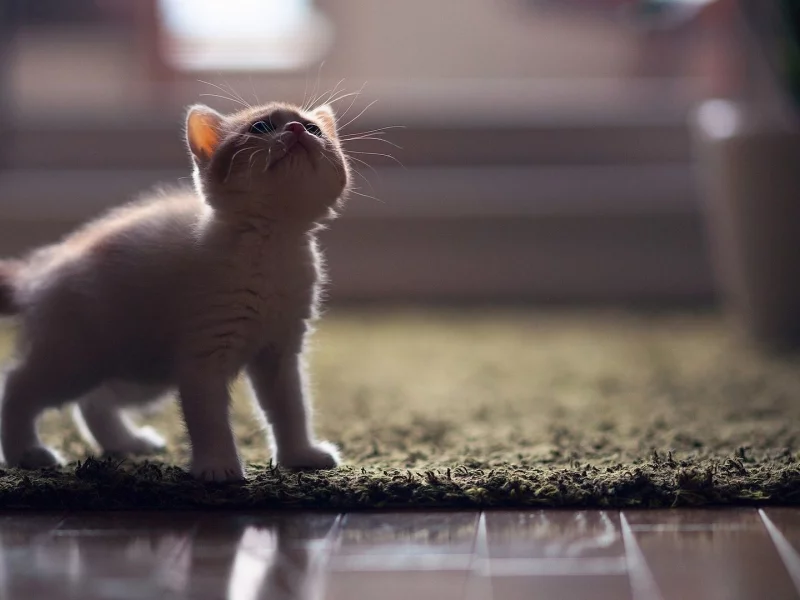 котёнок, маленький