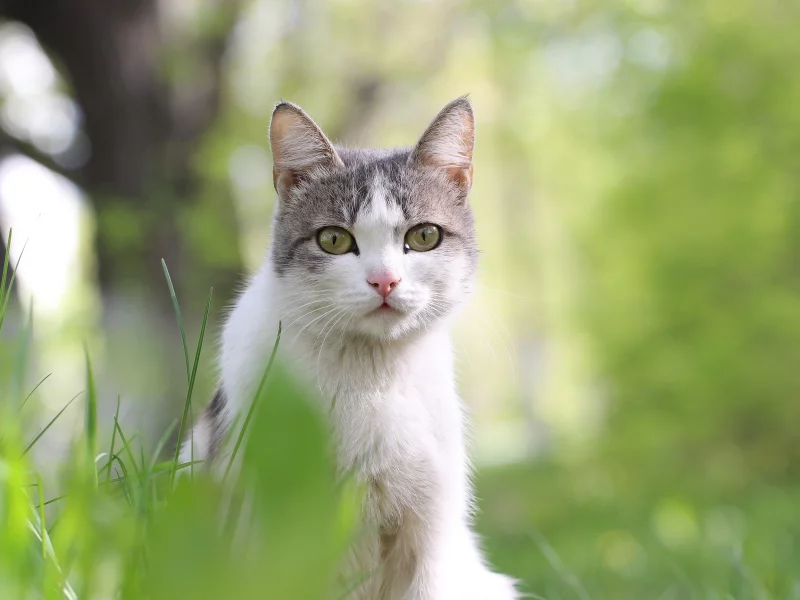 кошка, животные, взгляд, уши