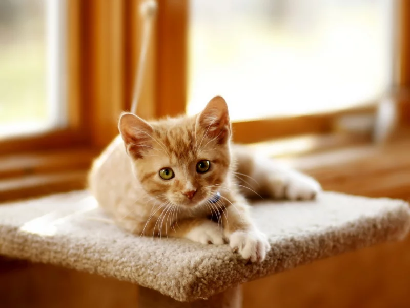 котёнок рыжий, взгляд, лежит