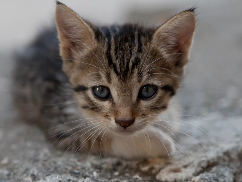 котёнок, маленький, взгляд