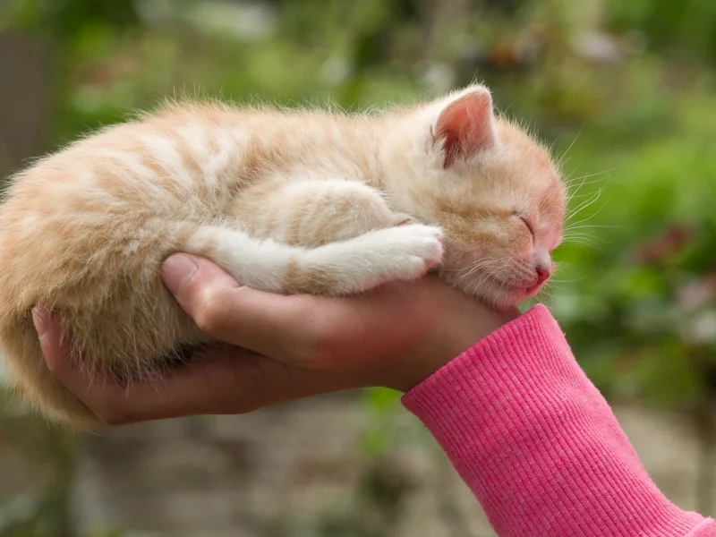 котёнок, спит, усы