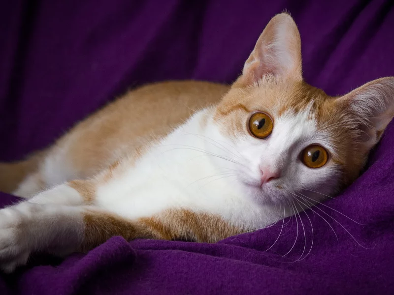 кошка, животные, взгляд, уши