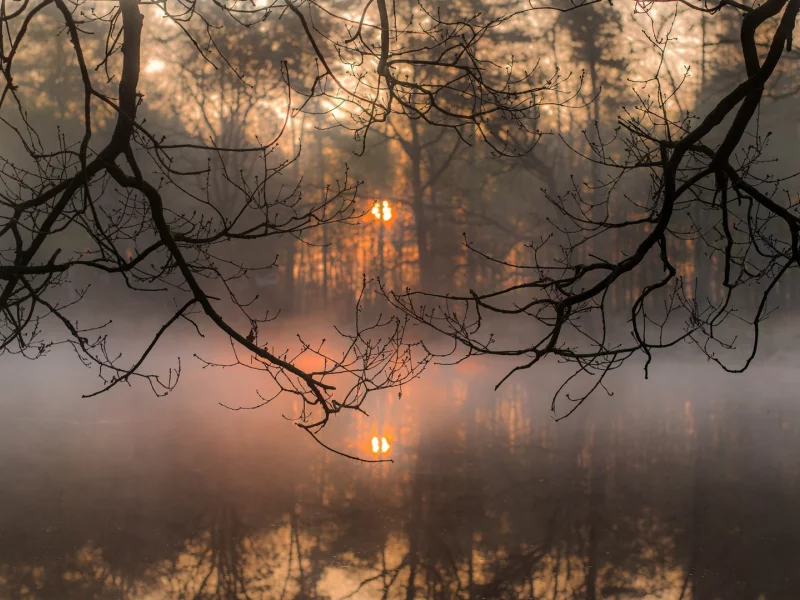 осень, природа, туман