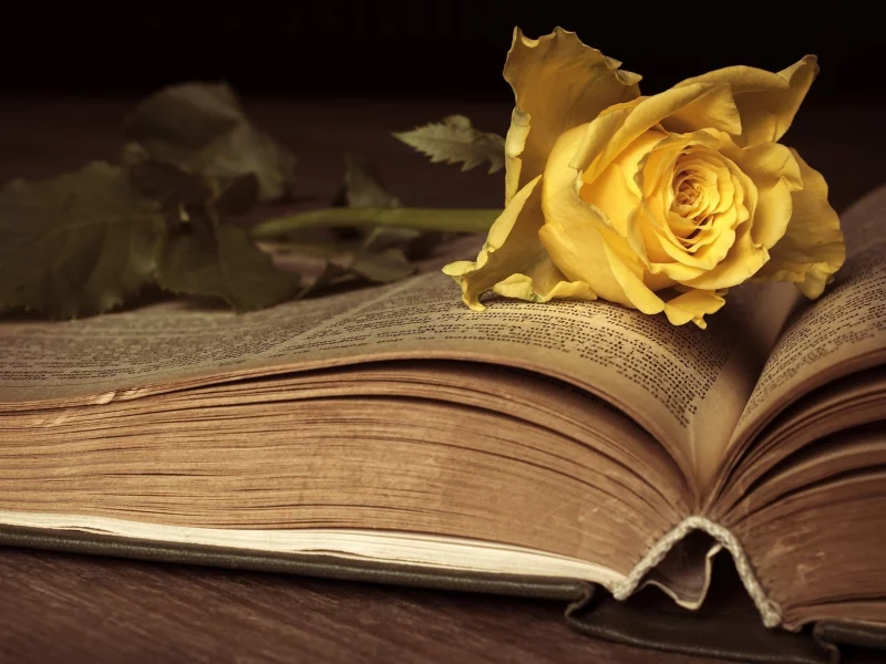 книга, роза