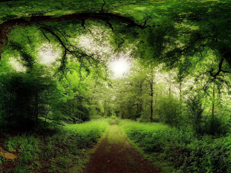 природа, лес, дорога