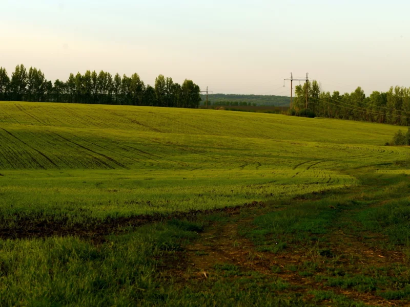 поле, трвва зелёная, лето
