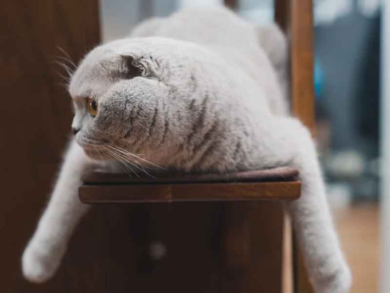 кот, британец